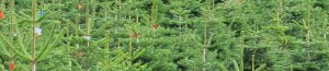 Grown in Wales Evergreen Christmas Trees 5