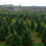 Grown in Wales Gower Christmas Trees 2