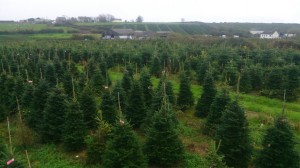 Grown in Wales Gower Christmas Trees 2