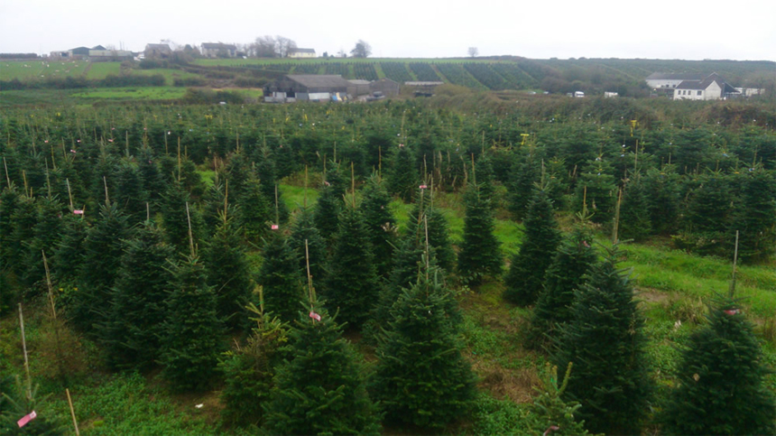 Buy A Real Christmas Tree So Gower Fresh Christmas Trees Facebook