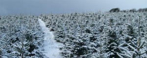 Grown in Wales Gower Christmas Trees 4