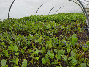 Grown in Wales Peterston Tea Estate 5