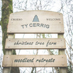 Grown in Wales Cardiff Ty Cerrig Christmas Tree Farm 1