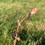Grown in Wales Gwernaffield Vineyard 2