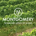 Grown in Wales Montgomery Vineyard 1
