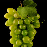 Grown in Wales Sticle Vineyard 2