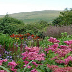 Grown in England Moorland Cottage Plants 2
