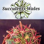 Grown in Wales Succulents Wales 1