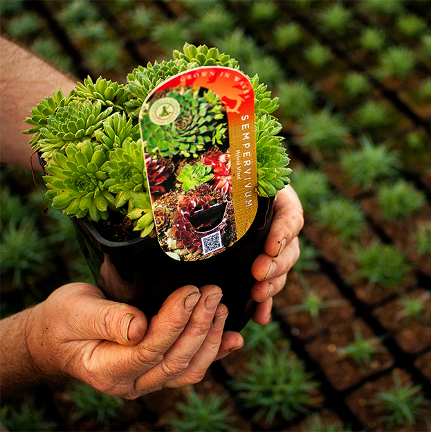 Quinky Young Plants Grown In Wales