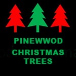 Grown in Wales Pinewood Christmas Trees 1