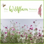 Grown in Wales The Wildflower Nursery 1