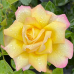 Grown in the UK Rose The Peace 1
