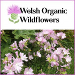 Grown in the UK Welsh Organic Wildflowers 1