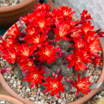 Rebutia.org.uk 2