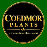 Grown in the UK Coedmor Plants 11A